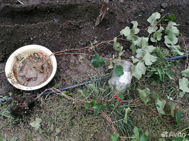 Куст винограда, отводки