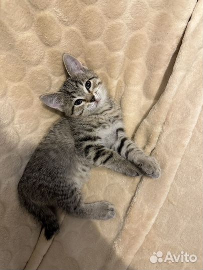 Британская кошка бесплатно