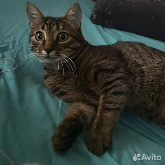 Котик ищет дом