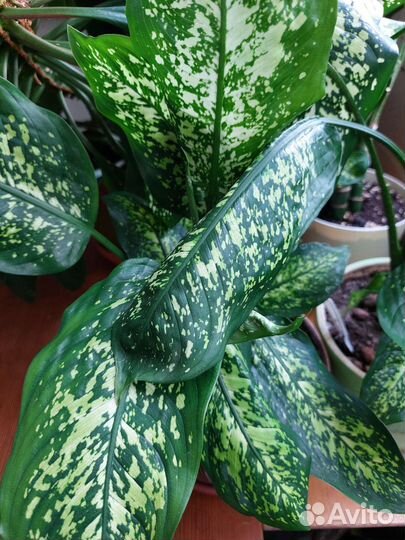 Диффенбахия