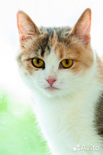 Мила, 10 месяцев., в дар