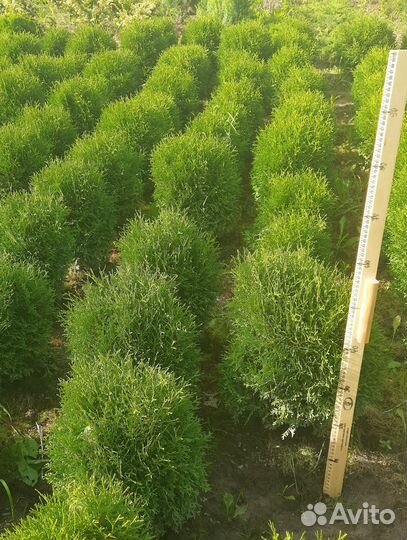 Туя шаровидная Хозери