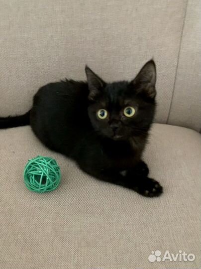 Марта. Чёрный котёнок на счастье