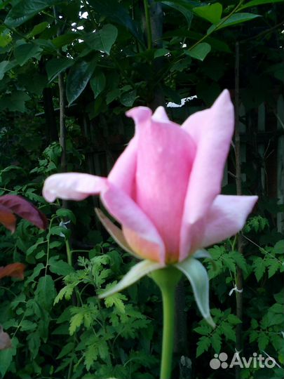 Розы разные