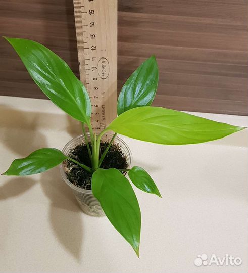 Спатифиллумы сортовые