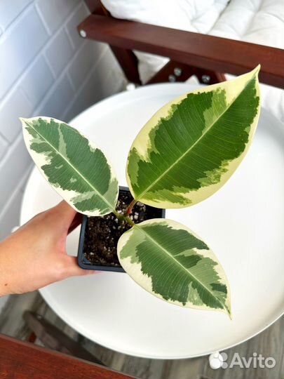 Фикус эластика тинеке