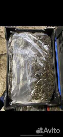 Фукус водоросли