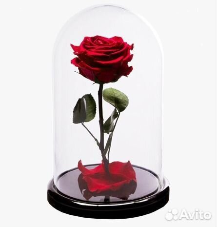 Роза в колбе
