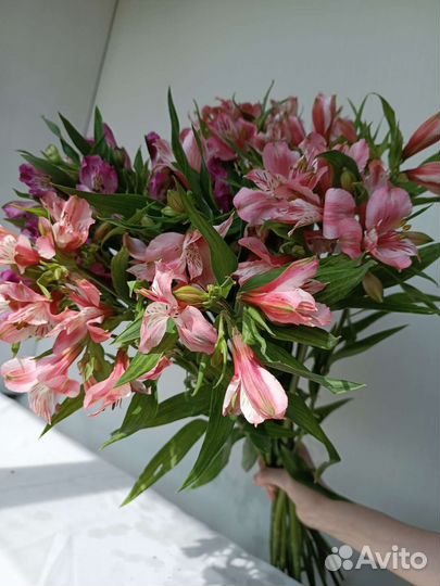 Букет Альстромерий. Цветы