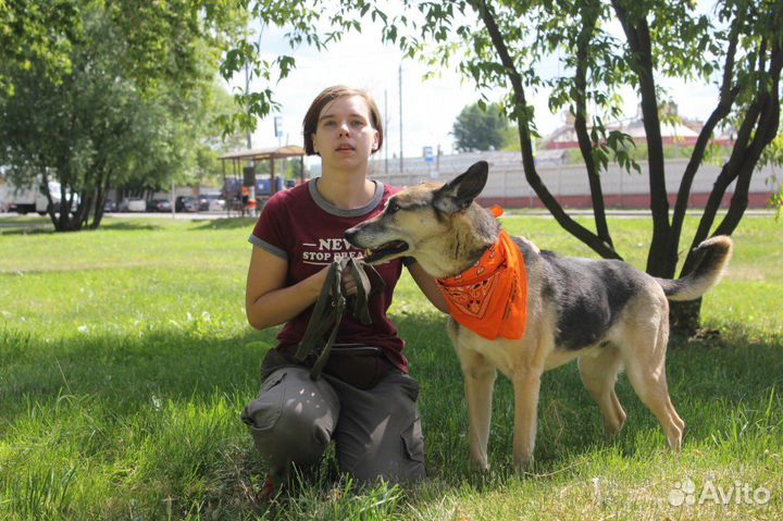 Собака в добрые руки
