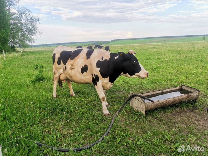 Корова дойная с теленком