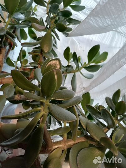 Денежное дерево, толстянка