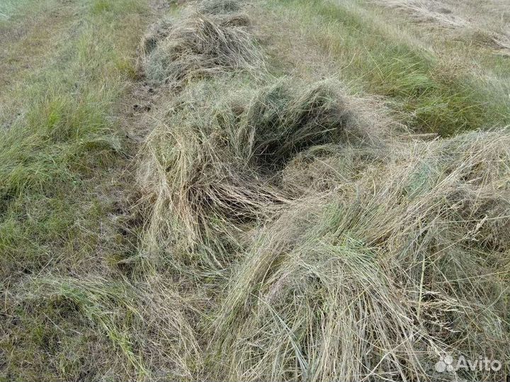 Сено в квадратных тюках