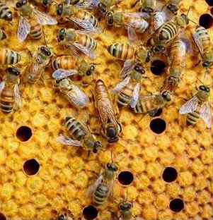 Пчеломатки плодные F1 Buckfact матки пчел Бакфаст