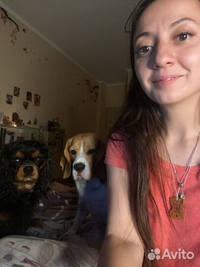 Зооняня/Догситтер/ Передержка для собак