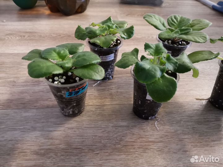 Набор №2 крупных сортовых деток фиалок