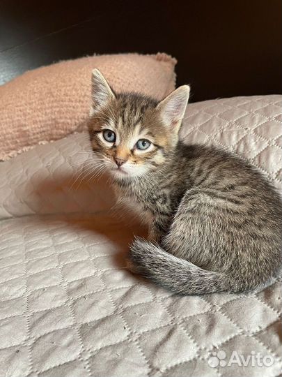 Котята в добрые руки мальчики