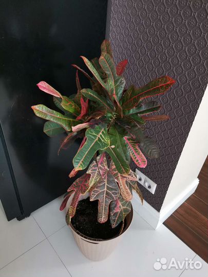 Кротон и другие