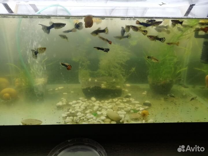 Аквариумные рыбки гуппи