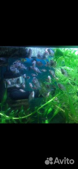 Чернополосая Цихлазома