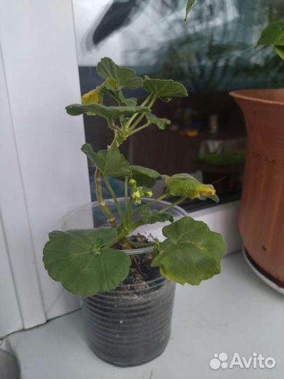 Пеларгония герань