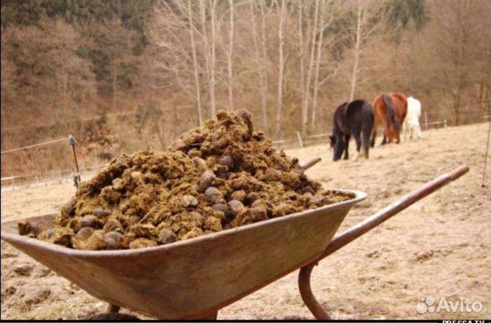 Продаю навоз
