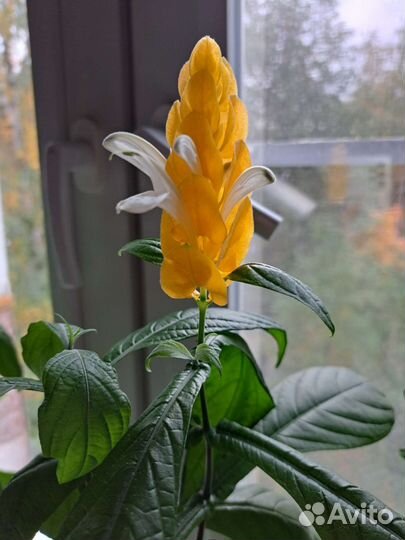 Пахистахис