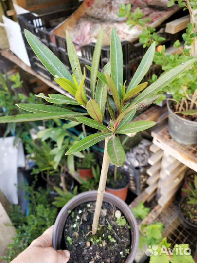 Олеандр махровый