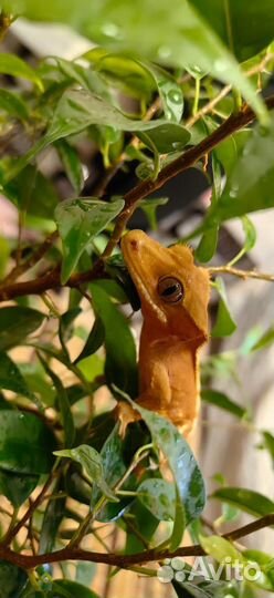 Геккон реснитчатый бананоед