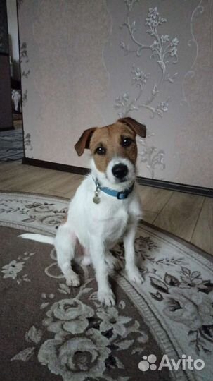 Парсон Рассел терьер