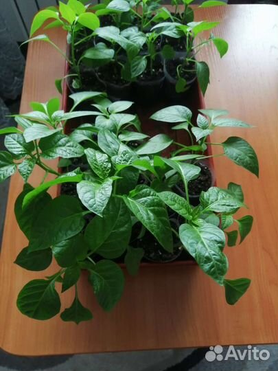 Рассада перца сладкого и горького