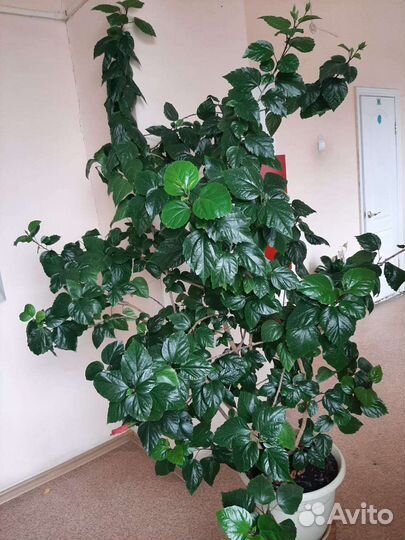 Гибискус китайская роза