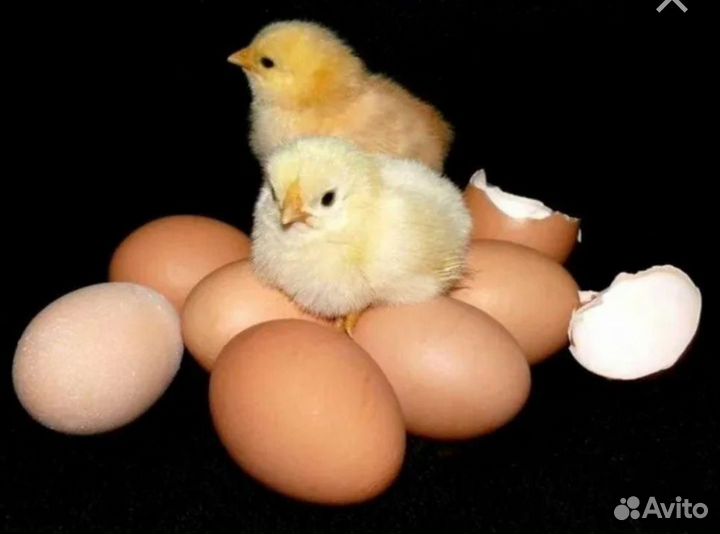 Домашние куриные яйца инкубационные и пищевые