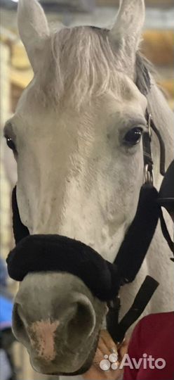 Недоуздок для лошади