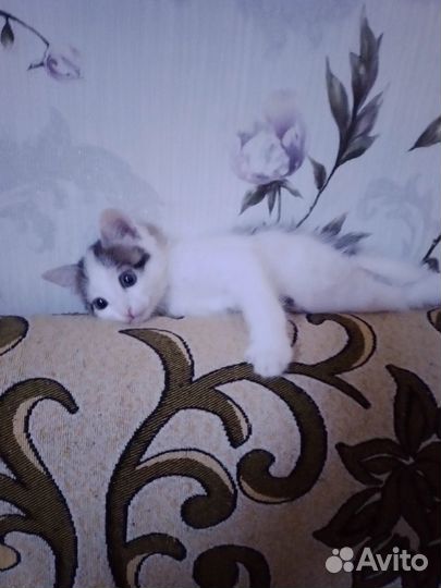 Котенок