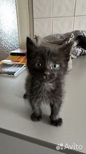 Котенок