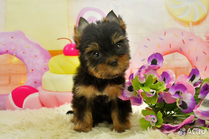 Цветной йорк, девочка Леди