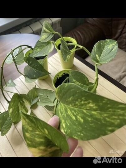 Много цветов