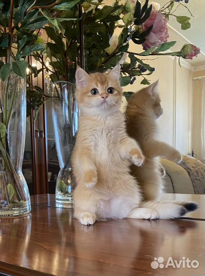 Золотая шиншилла