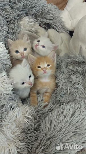 Котята