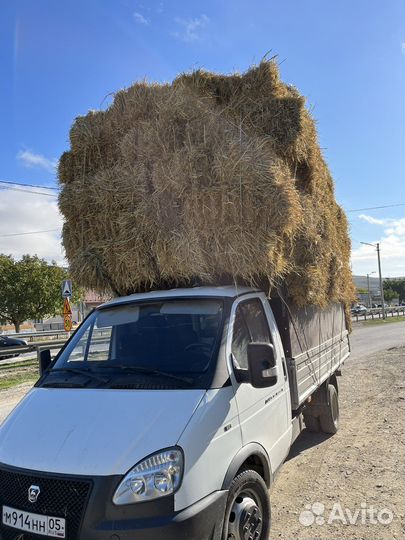 Солома Рисовая в тюках с доставкой
