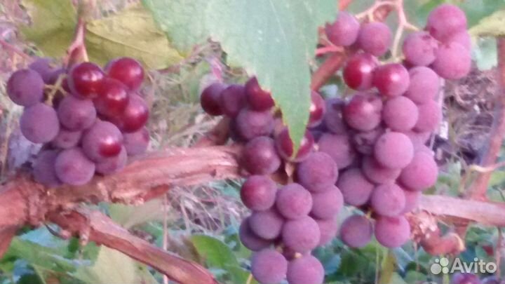 Саженцы винограда