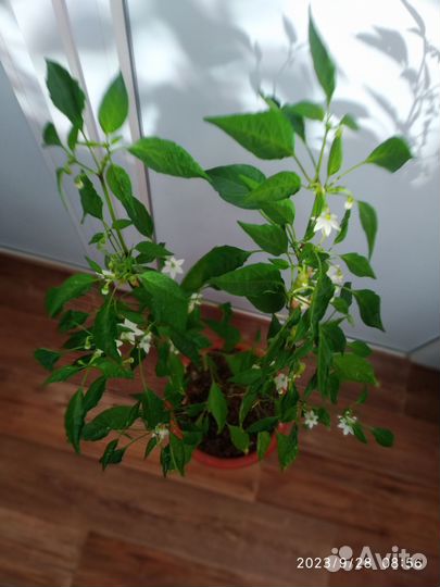 Красный острый перец