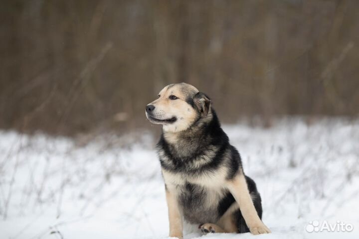 Сладкий плюшка так своих и не нашел