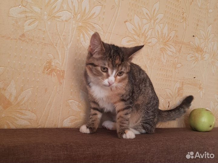 Кошка в дар бесплатно