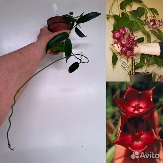 Хойи, дисхидии коллекционные взрослые и черенки