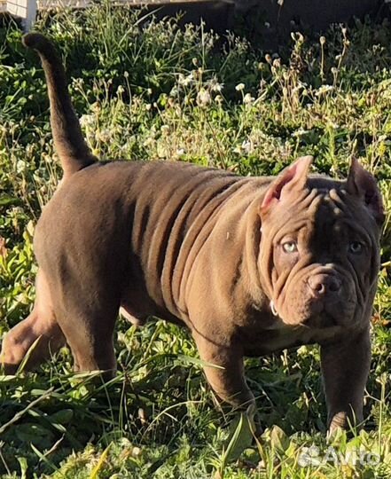 Американский булли покет