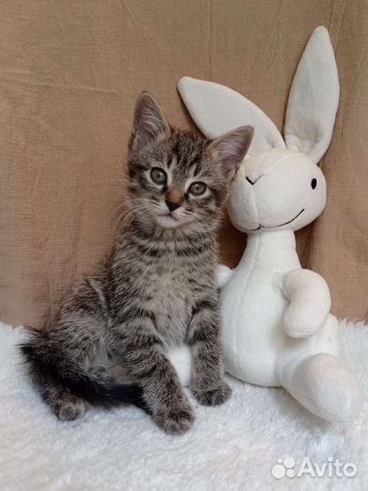 Котенок в дар бесплатно