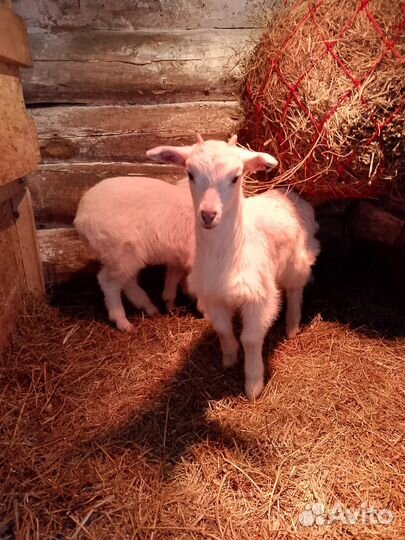 Козочки и козлик