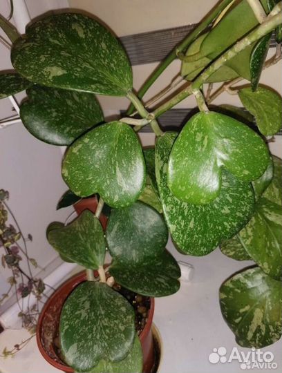 Хойя kerry spotted leaves silver